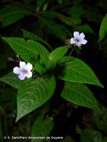 <i>Ruellia rubra</i> Aubl., 1775 © S. Sant/Parc Amazonien de Guyane