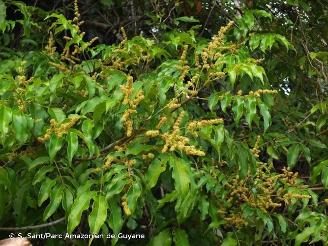 <i>Tapirira guianensis</i> Aubl., 1775 © S. Sant/Parc Amazonien de Guyane