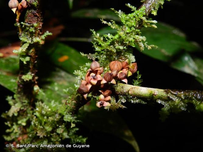 <i>Anaxagorea brevipedicellata</i> Timmerman, 1984 © S. Sant/Parc Amazonien de Guyane