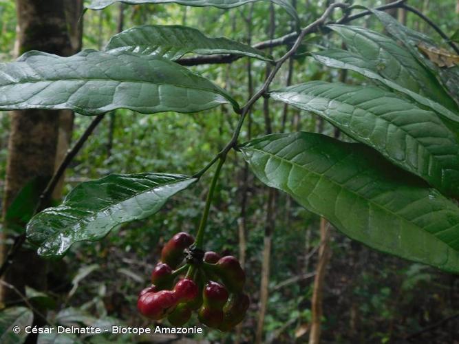 <i>Cymbopetalum brasiliense</i> (Vell.) Benth. ex Baill., 1868 © César Delnatte - Biotope Amazonie