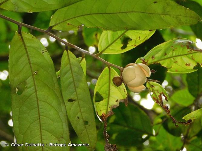 <i>Duguetia riparia</i> Huber, 1902 © César Delnatte - Biotope Amazonie