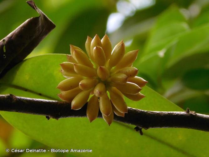 <i>Guatteria conspicua</i> R.E.Fr., 1950 © César Delnatte - Biotope Amazonie