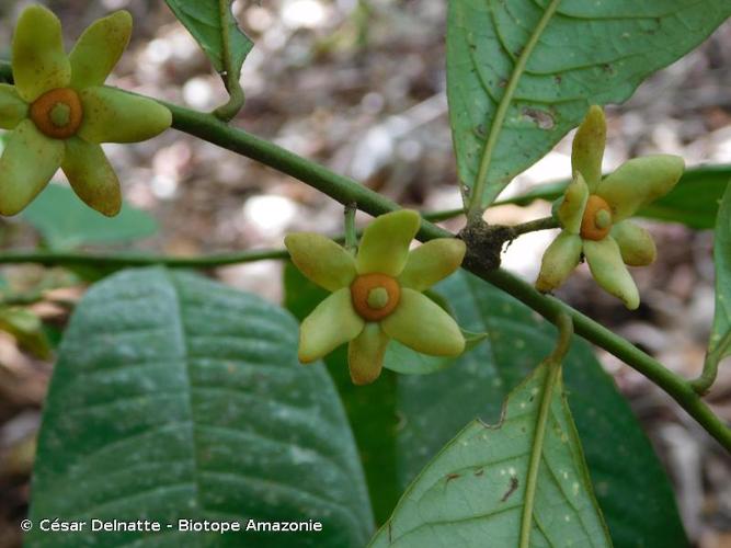 <i>Guatteria punctata</i> (Aubl.) R.A.Howard, 1983 © César Delnatte - Biotope Amazonie