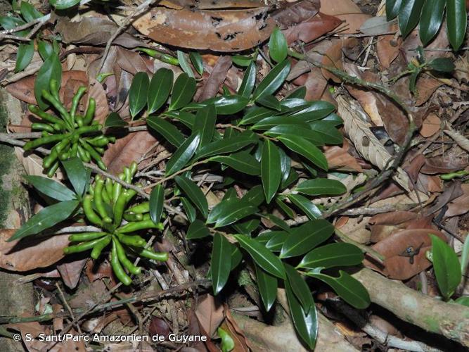 <i>Xylopia nitida</i> Dunal, 1817 © S. Sant/Parc Amazonien de Guyane