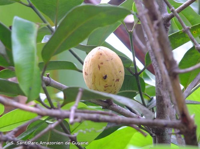 <i>Ambelania acida</i> Aubl., 1775 © S. Sant/Parc Amazonien de Guyane