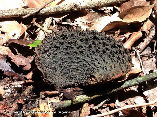 <i>Aspidosperma carapanauba</i> Pichon, 1948 © S. Sant/ Parc Amazonien de Guyane