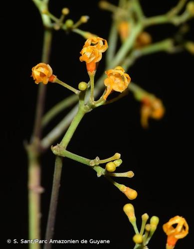 <i>Condylocarpon guyanense</i> Desf., 1822 © S. Sant/Parc Amazonien de Guyane