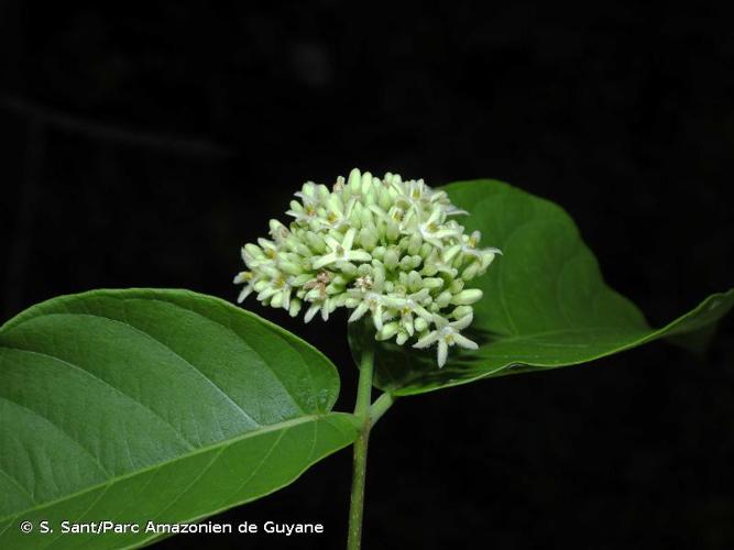 <i>Forsteronia umbellata</i> (Aubl.) Woodson, 1935 © S. Sant/Parc Amazonien de Guyane