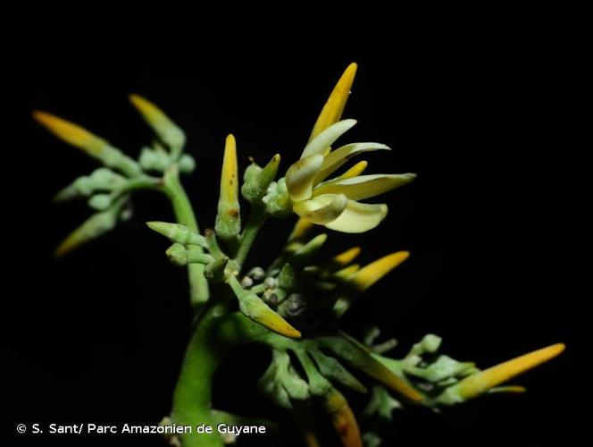 <i>Macoubea guianensis</i> Aubl., 1775 © S. Sant/ Parc Amazonien de Guyane