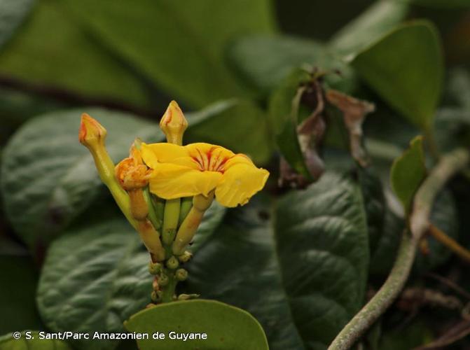 <i>Mandevilla rugellosa</i> (Rich.) L.Allorge, 1999 © S. Sant/Parc Amazonien de Guyane