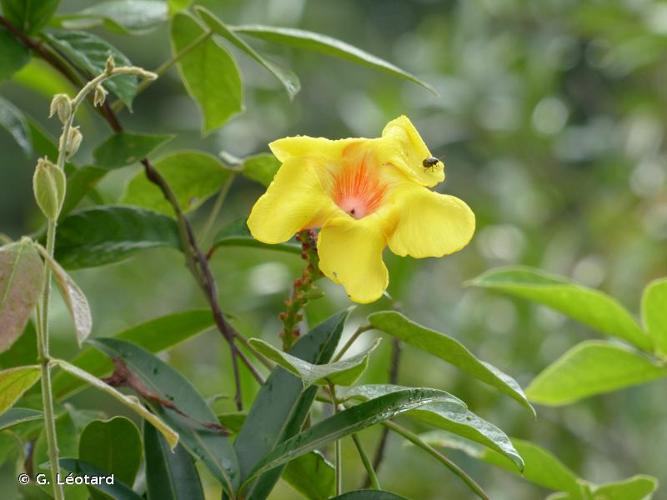 <i>Mandevilla scabra</i> (Hoffmanns. ex Roem. & Schult.) K.Schum., 1895 © G. Léotard