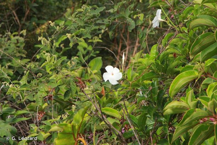 <i>Mandevilla surinamensis</i> (Pulle) Woodson, 1933 © G. Léotard