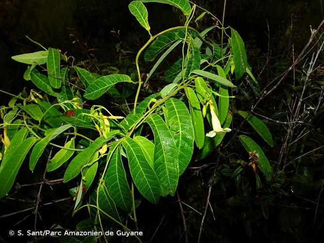 <i>Odontadenia nitida</i> (Vahl) Müll.Arg., 1860 © S. Sant/Parc Amazonien de Guyane