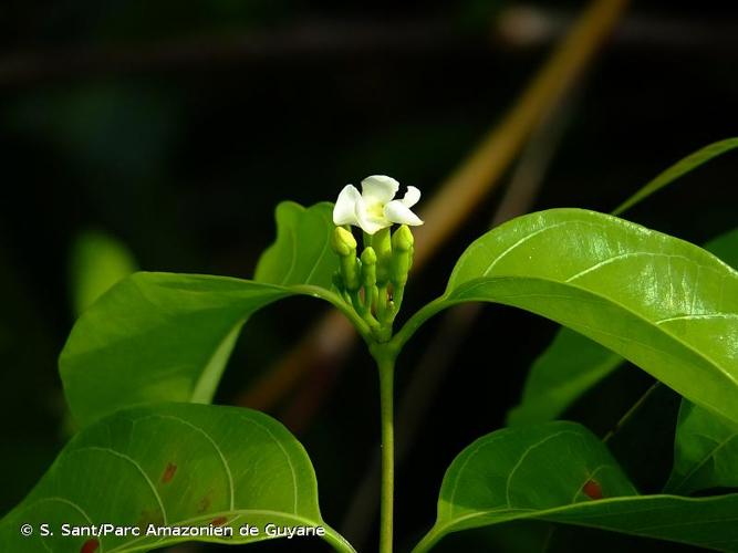 <i>Secondatia densiflora</i> A.DC., 1844 © S. Sant/Parc Amazonien de Guyane