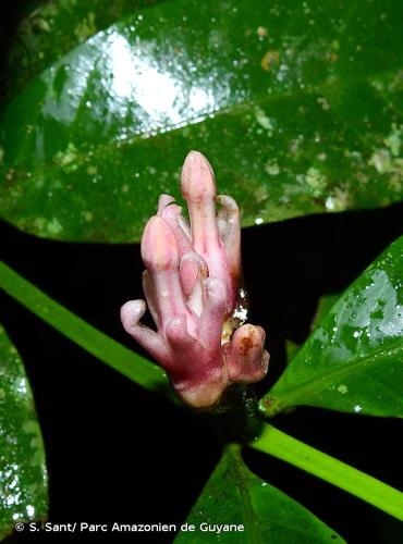 <i>Tabernaemontana macrocalyx</i> Müll.Arg., 1860 © S. Sant/ Parc Amazonien de Guyane