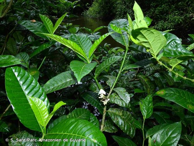 <i>Tabernaemontana siphilitica</i> (L.f.) Leeuwenb., 1984 © S. Sant/Parc Amazonien de Guyane