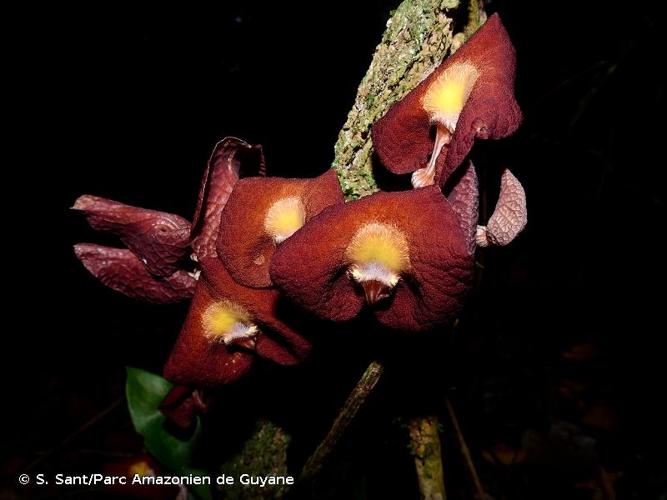 <i>Aristolochia bukuti</i> Poncy, 1989 © S. Sant/Parc Amazonien de Guyane