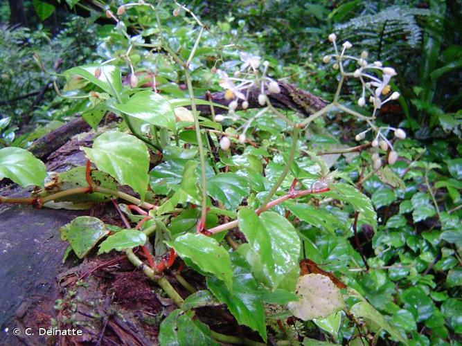 <i>Begonia glabra</i> Aubl., 1775 © C. Delnatte