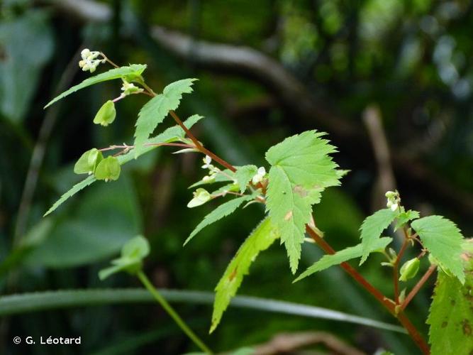 <i>Begonia hirsuta</i> Aubl., 1775 © G. Léotard