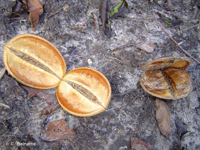 <i>Jacaranda copaia</i> (Aubl.) D.Don, 1823 © C. Delnatte