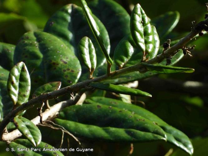 <i>Schlegelia violacea</i> (Aubl.) Griseb., 1862 © S. Sant/ Parc Amazonien de Guyane