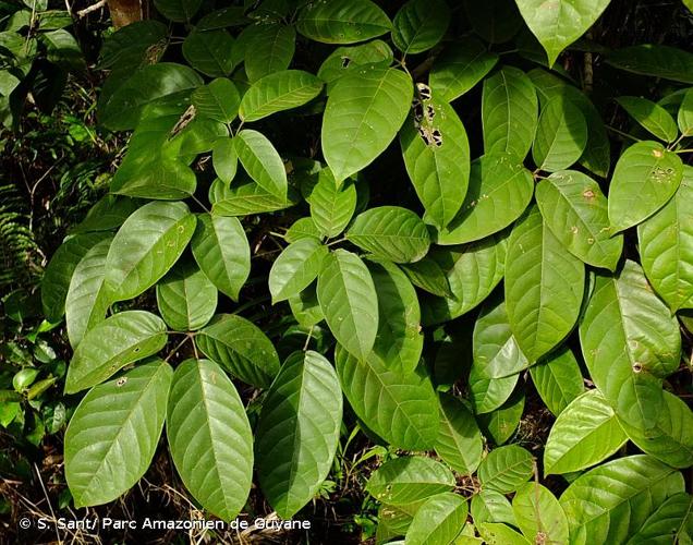 <i>Tabebuia insignis</i> (Miq.) Sandwith, 1937 © S. Sant/ Parc Amazonien de Guyane