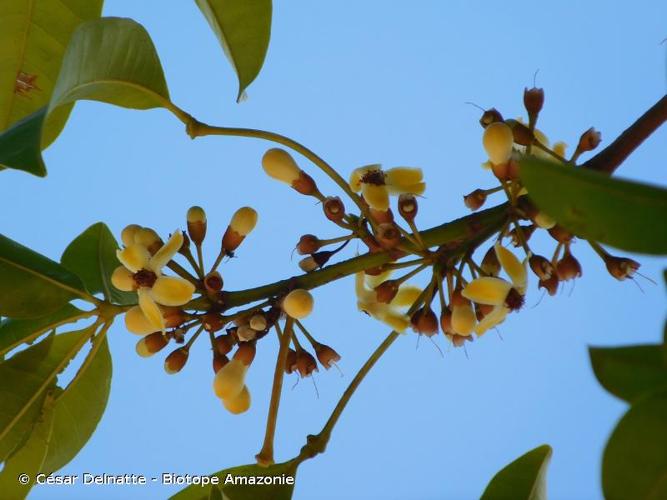 <i>Eriotheca globosa</i> (Aubl.) A.Robyns, 1963 © César Delnatte - Biotope Amazonie