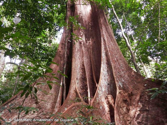 <i>Huberodendron swietenioides</i> (Gleason) Ducke, 1935 © S. Sant/Parc Amazonien de Guyane