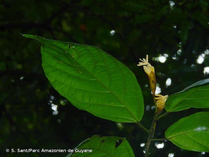 <i>Matisia ochrocalyx</i> K.Schum., 1886 © S. Sant/Parc Amazonien de Guyane