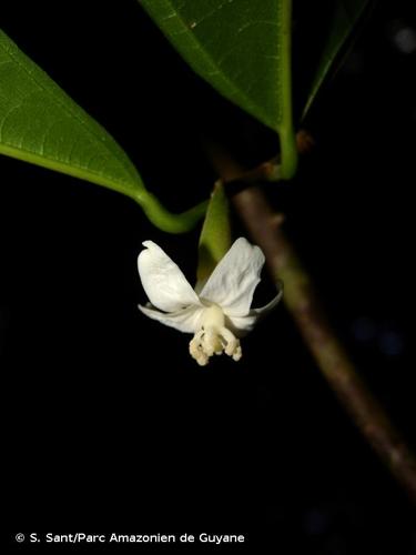 <i>Quararibea duckei</i> Huber, 1915 © S. Sant/Parc Amazonien de Guyane