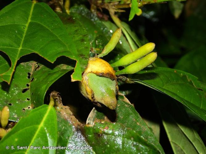 <i>Quararibea guianensis</i> Aubl., 1775 © S. Sant/ Parc Amazonien de Guyane