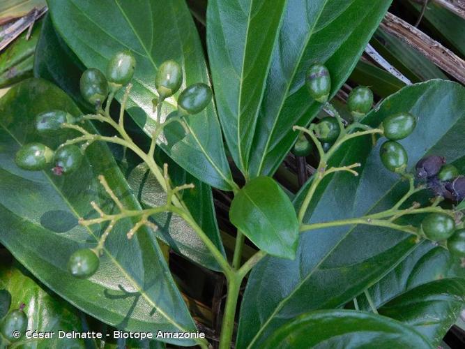 <i>Cordia exaltata</i> Lam., 1792 © César Delnatte - Biotope Amazonie