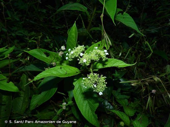 <i>Tournefortia cuspidata</i> Kunth, 1818 © S. Sant/ Parc Amazonien de Guyane