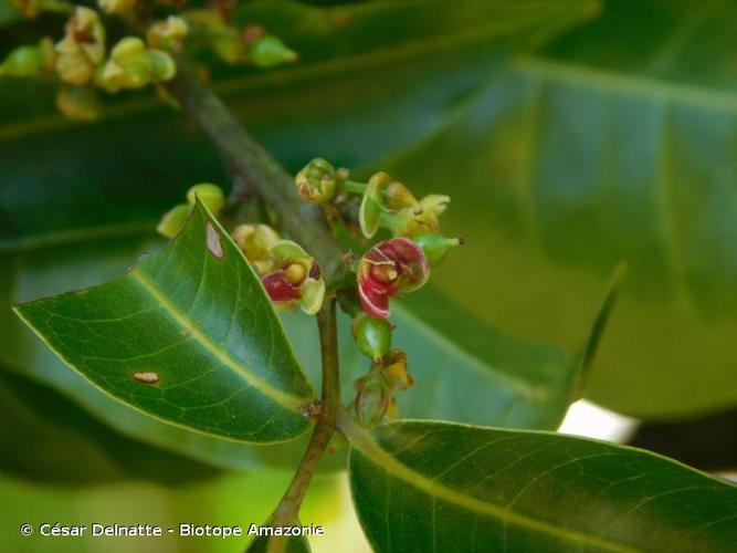 <i>Protium heptaphyllum</i> (Aubl.) Marchand, 1873 © César Delnatte - Biotope Amazonie