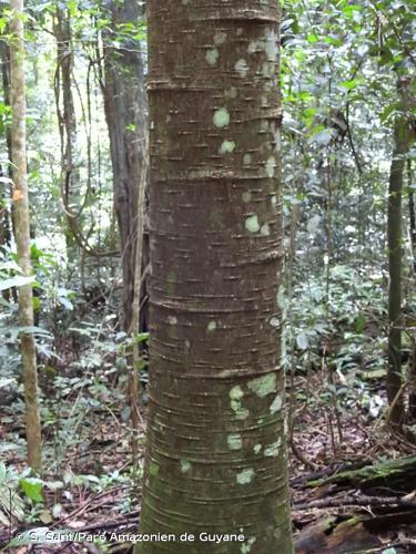 <i>Jacaratia spinosa</i> (Aubl.) A.DC., 1864 © S. Sant/Parc Amazonien de Guyane