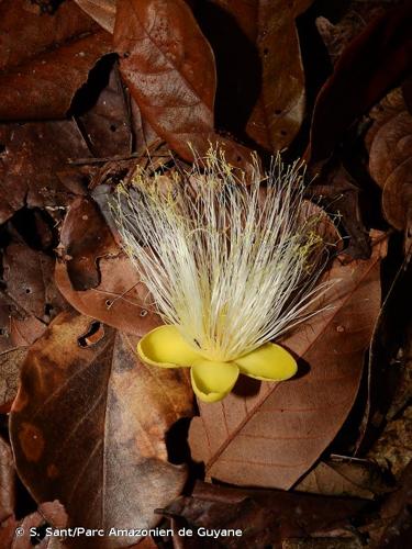 <i>Caryocar villosum</i> (Aubl.) Pers., 1806 © S. Sant/Parc Amazonien de Guyane