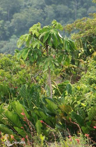 <i>Cecropia granvilleana</i> C.C.Berg, 1986 © G. Léotard