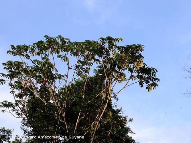 <i>Cecropia sciadophylla</i> Mart., 1841 © S. Sant/Parc Amazonien de Guyane