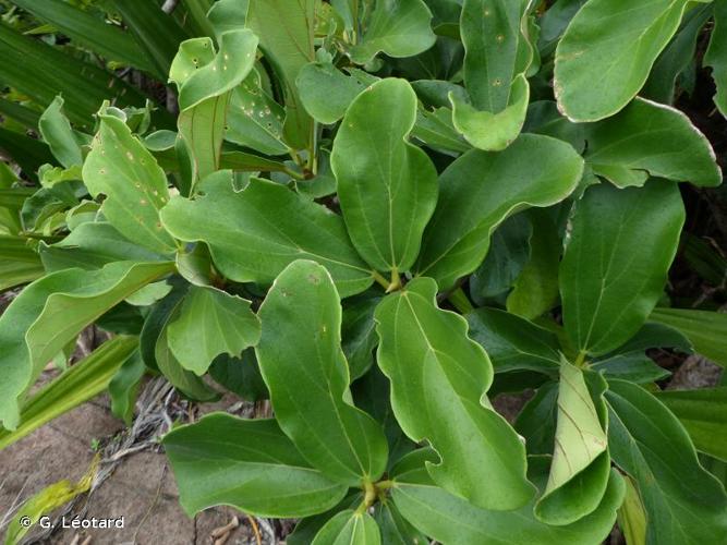 <i>Coussapoa asperifolia</i> Trécul, 1847 © G. Léotard