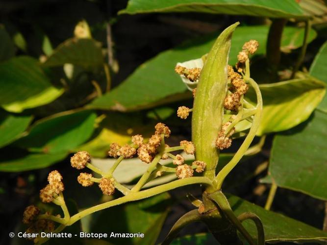 <i>Coussapoa latifolia</i> Aubl., 1775 © César Delnatte - Biotope Amazonie