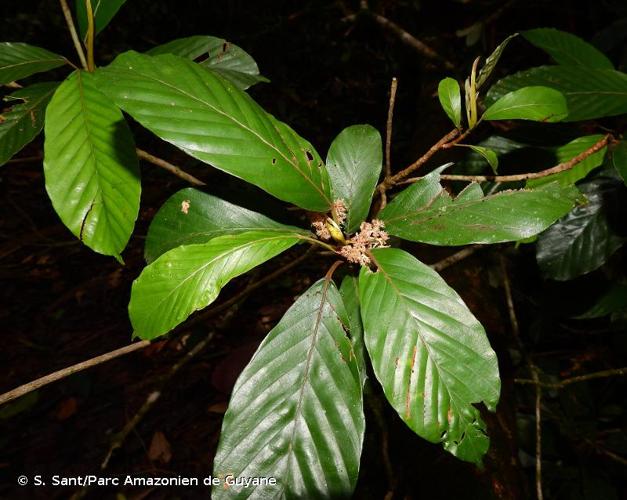 <i>Pourouma minor</i> Benoist, 1924 © S. Sant/Parc Amazonien de Guyane