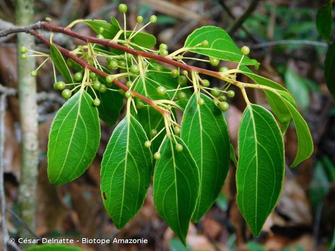 <i>Goupia glabra</i> Aubl., 1775 © César Delnatte - Biotope Amazonie