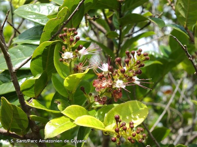 <i>Hirtella paniculata</i> Sw., 1788 © S. Sant/Parc Amazonien de Guyane