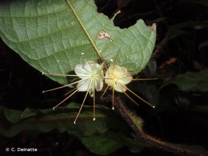 <i>Hirtella physophora</i> Mart. & Zucc., 1832 © C. Delnatte