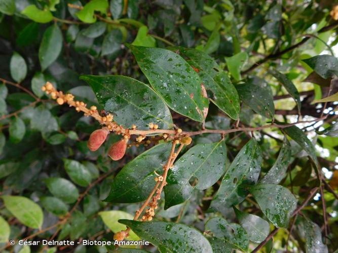 <i>Licania incana</i> Aubl., 1775 © César Delnatte - Biotope Amazonie