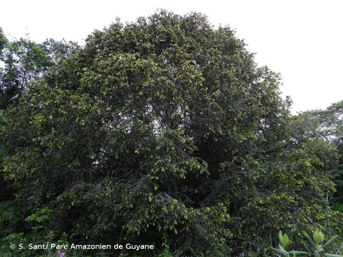 <i>Parinari campestris</i> Aubl., 1775 © S. Sant/ Parc Amazonien de Guyane