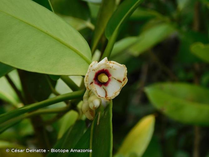 <i>Clusia fockeana</i> Miq., 1843 © César Delnatte - Biotope Amazonie