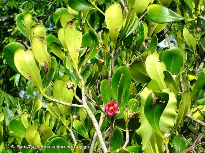 <i>Clusia leprantha</i> Mart., 1832 © S. Sant/Parc Amazonien de Guyane