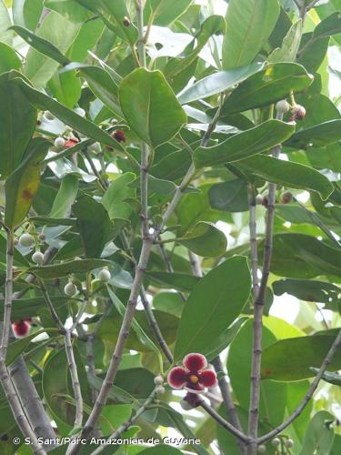 <i>Clusia nemorosa</i> G.Mey., 1818 © S. Sant/Parc Amazonien de Guyane