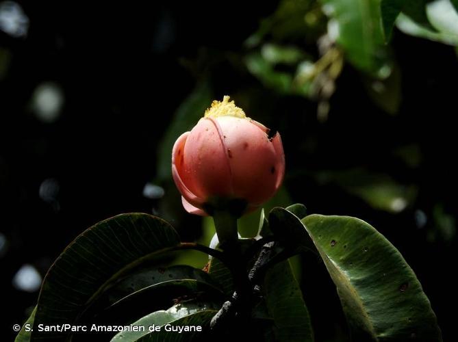 <i>Platonia insignis</i> Mart., 1832 © S. Sant/Parc Amazonien de Guyane